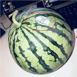 安阳网红吃瓜,揭秘网络红人的幕后故事