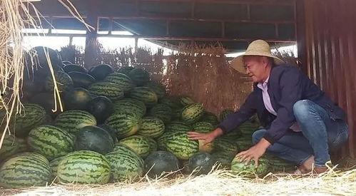 昆明某网红吃瓜事件,一场网络舆论的风暴与反思