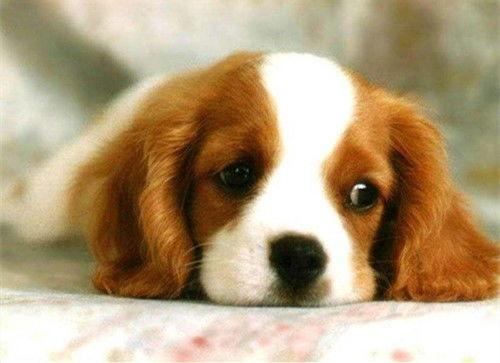 网红视频吃瓜狗图片,吃瓜狗的趣味瞬间